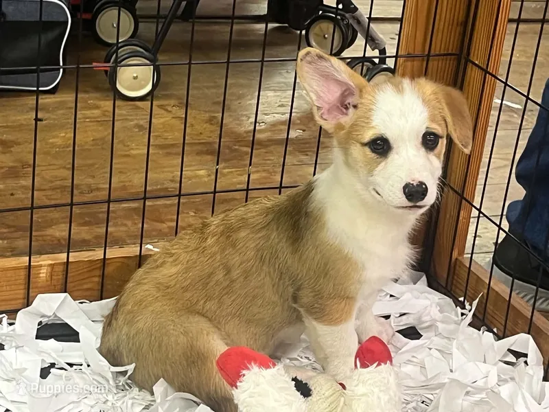 Patriot – Pembroke Welsh Corgi puppy for sale in Hope, AR