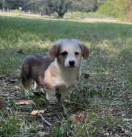 Valor , a male Pembroke Welsh Corgi for sale in Hope, AR – 2 of 4