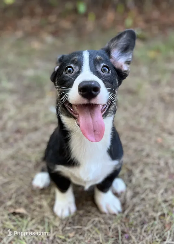 Yosemite-American  – Pembroke Welsh Corgi puppy for sale in Hope, AR