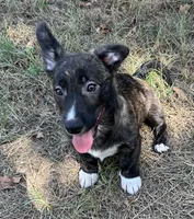 Tahoe-American , a male Pembroke Welsh Corgi for sale in Hope, AR – 5 of 8