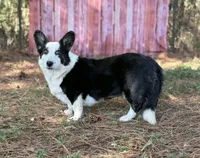 Bridgett , a female Cardigan Welsh Corgi for sale in Hope, AR – 2 of 3