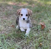 Patriot, a male Pembroke Welsh Corgi for sale in Hope, AR – 1 of 4