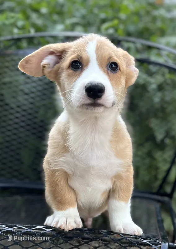 Arcadia-American  – Pembroke Welsh Corgi puppy for sale in Hope, AR