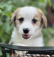 Patriot, a male Pembroke Welsh Corgi for sale in Hope, AR – 3 of 4