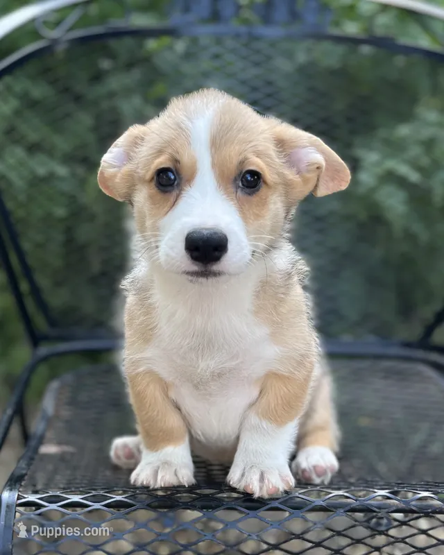 Arcadia-American  – Pembroke Welsh Corgi puppy for sale in Hope, AR