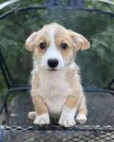 Arcadia-American , a male Pembroke Welsh Corgi for sale in Hope, AR – 1 of 3
