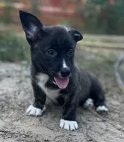 Tahoe -American , a male Pembroke Welsh Corgi for sale in Hope, AR – 2 of 5