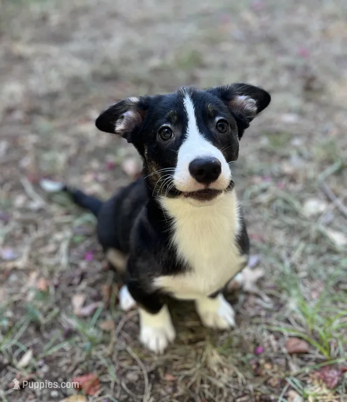 Yosemite-American  – Pembroke Welsh Corgi puppy for sale in Hope, AR