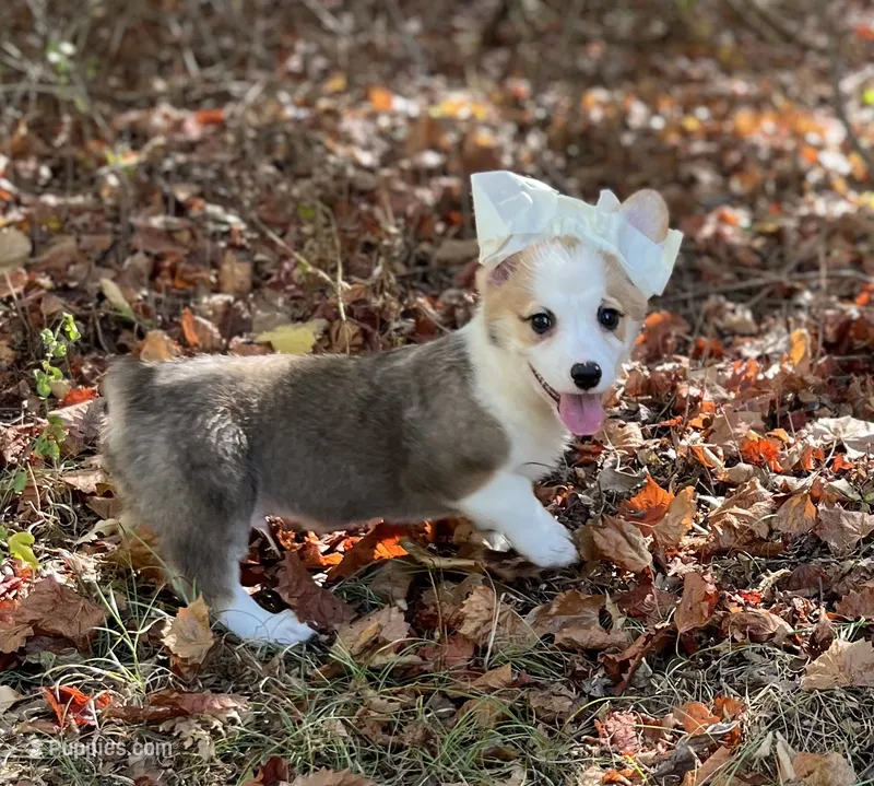 Patriot – Pembroke Welsh Corgi puppy for sale in Hope, AR
