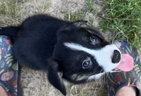 Yosemite-American , a male Pembroke Welsh Corgi for sale in Hope, AR – 3 of 4
