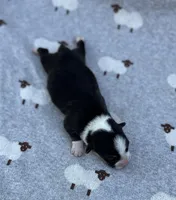 Rosemary, a female Pembroke Welsh Corgi for sale in Hope, AR – 2 of 2
