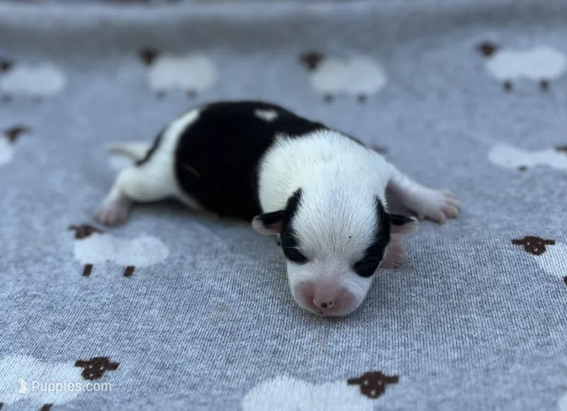 Lavender  – Pembroke Welsh Corgi puppy for sale in Hope, AR