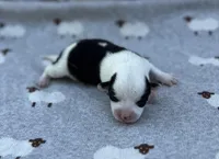 Lavender , a female Pembroke Welsh Corgi for sale in Hope, AR – 1 of 3