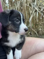Yosemite-American , a male Pembroke Welsh Corgi for sale in Hope, AR – 4 of 4