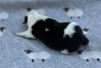 Lavender , a female Pembroke Welsh Corgi for sale in Hope, AR – 2 of 3