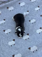 Sage, a female Pembroke Welsh Corgi for sale in Hope, AR – 2 of 2