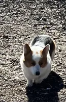 Trouble , a male Pembroke Welsh Corgi for sale in Hope, AR – 2 of 6