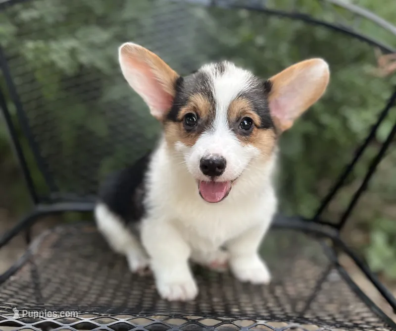 Indy  – Pembroke Welsh Corgi puppy for sale in Hope, AR