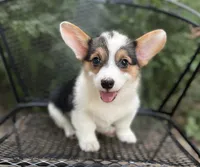Indy , a male Pembroke Welsh Corgi for sale in Hope, AR – 1 of 5