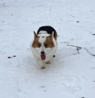 Trouble , a male Pembroke Welsh Corgi for sale in Hope, AR – 6 of 6