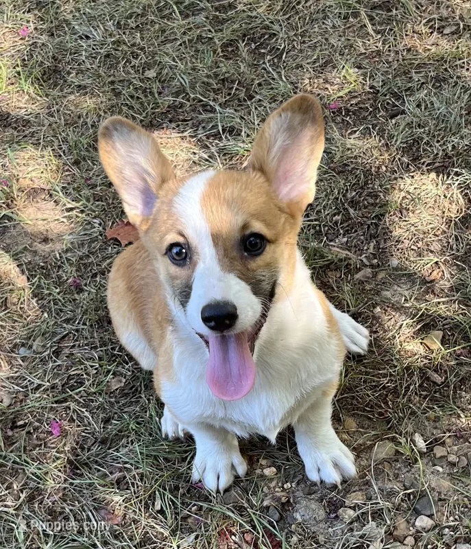 Tootsie  – Pembroke Welsh Corgi puppy for sale in Hope, AR