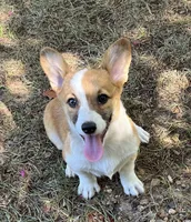 Tootsie , a female Pembroke Welsh Corgi for sale in Hope, AR – 1 of 3