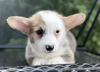 Banner, a male Pembroke Welsh Corgi for sale in Hope, AR – 3 of 4