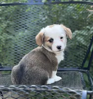 Valor , a male Pembroke Welsh Corgi for sale in Hope, AR – 4 of 4