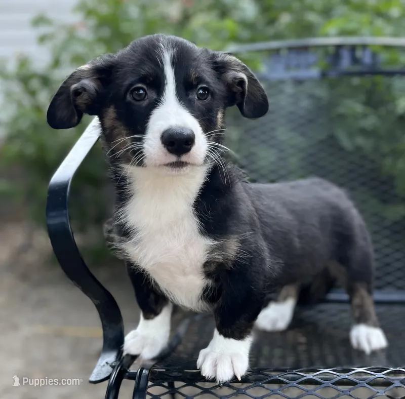 Yosemite-American  – Pembroke Welsh Corgi puppy for sale in Hope, AR