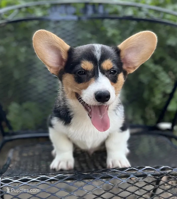 Cobalt-American  – Pembroke Welsh Corgi puppy for sale in Hope, AR