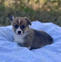 Poppy-AKC, a female Pembroke Welsh Corgi for sale in Hope, AR – 5 of 5