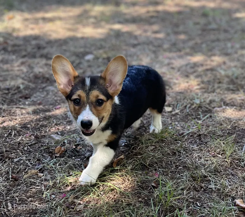 June Bug  – Pembroke Welsh Corgi puppy for sale in Hope, AR