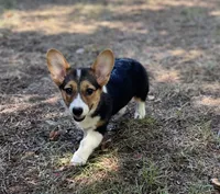 June Bug , a female Pembroke Welsh Corgi for sale in Hope, AR – 4 of 5