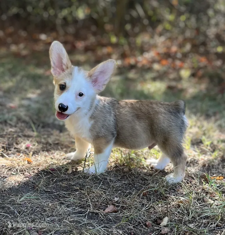 Banner – Pembroke Welsh Corgi puppy for sale in Hope, AR