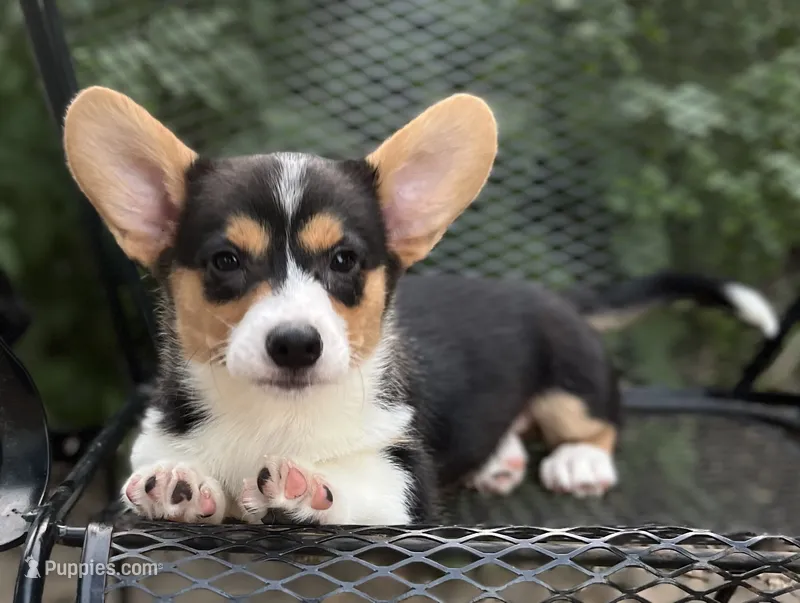 Cobalt-American  – Pembroke Welsh Corgi puppy for sale in Hope, AR
