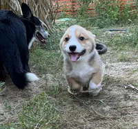 Arcadia-American , a male Pembroke Welsh Corgi for sale in Hope, AR – 2 of 3