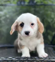 Valor , a male Pembroke Welsh Corgi for sale in Hope, AR – 3 of 4