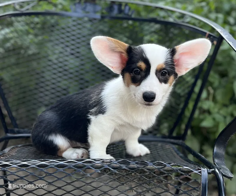 Navy-American  – Pembroke Welsh Corgi puppy for sale in Hope, AR
