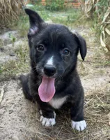 Tahoe -American , a male Pembroke Welsh Corgi for sale in Hope, AR – 5 of 5