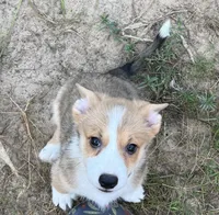 Arcadia-American , a male Pembroke Welsh Corgi for sale in Hope, AR – 3 of 3