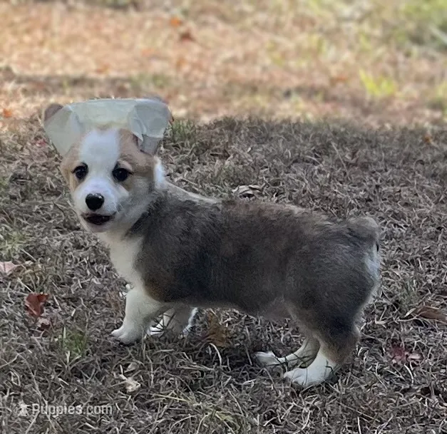 Patriot – Pembroke Welsh Corgi puppy for sale in Hope, AR