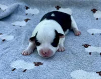 Lavender , a female Pembroke Welsh Corgi for sale in Hope, AR – 3 of 3