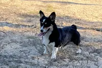 Oakley , a female Pembroke Welsh Corgi for sale in Hope, AR – 3 of 6