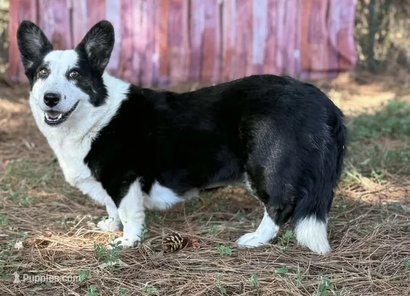 Bridgett  – Cardigan Welsh Corgi puppy for sale in Hope, AR