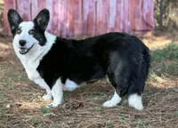 Bridgett , a female Cardigan Welsh Corgi for sale in Hope, AR – 1 of 3