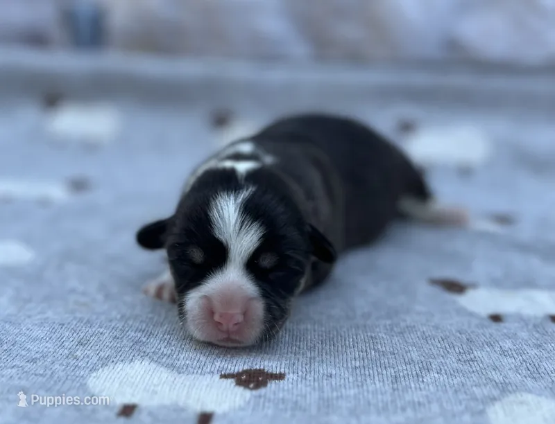 Sage – Pembroke Welsh Corgi puppy for sale in Hope, AR