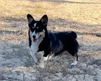 Oakley , a female Pembroke Welsh Corgi for sale in Hope, AR – 1 of 6