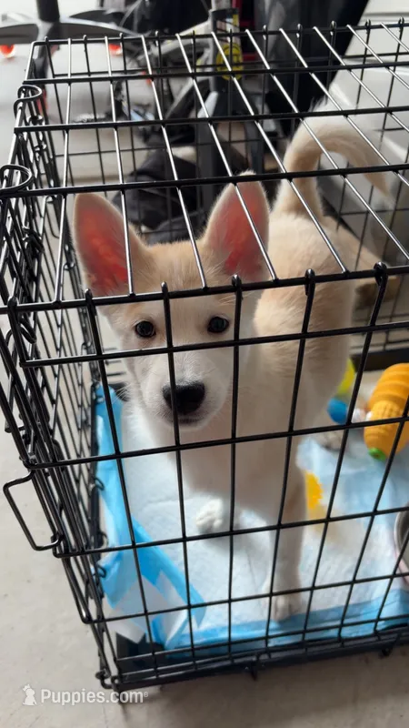 Gus – Pomsky puppy for sale in Las Vegas, NV