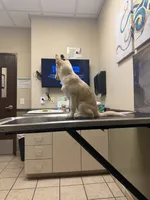 Gus, a male Pomsky for sale in Las Vegas, NV – 3 of 4