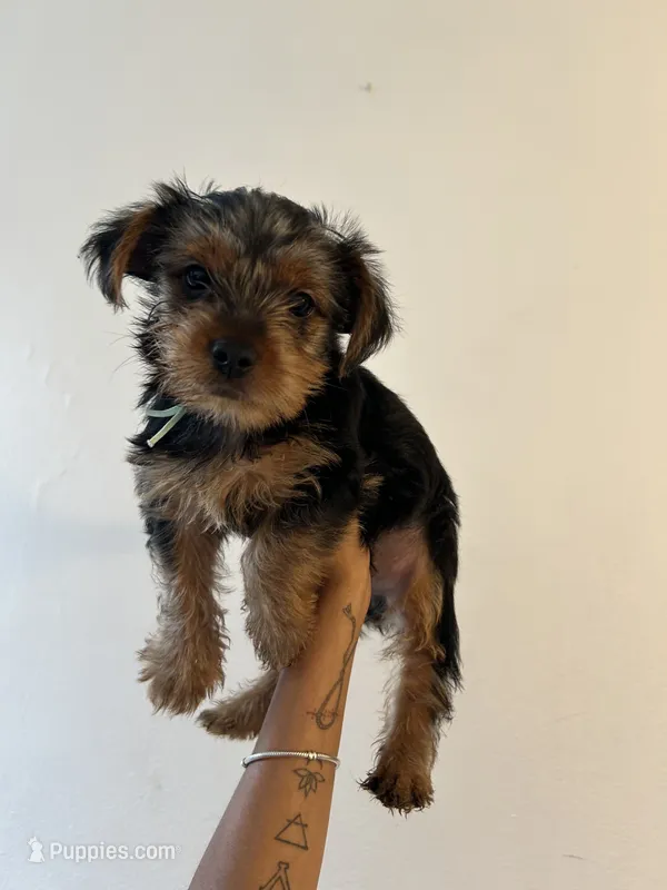 Cody – Yorkshire Terrier puppy for sale in Brooklyn, NY